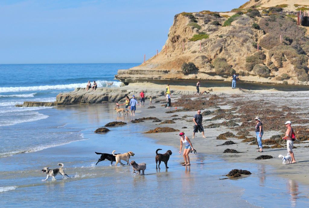 paddle boarding san diego