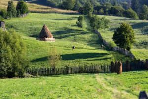 Top 10 Countries with Most Greenery- World Greenest Nations - Basic Planet