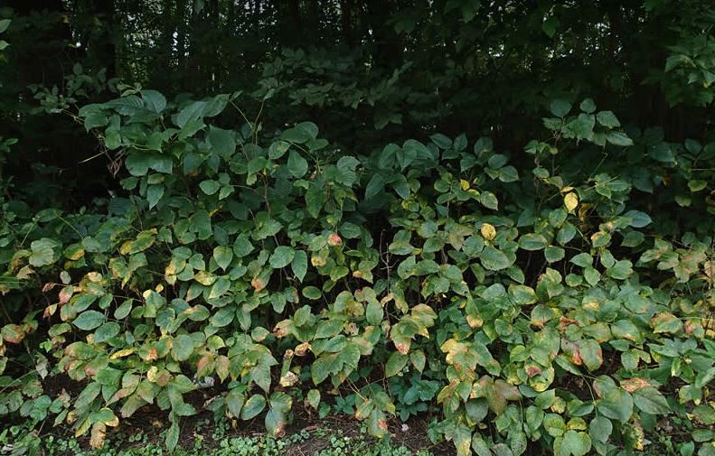 poison ivy shrub