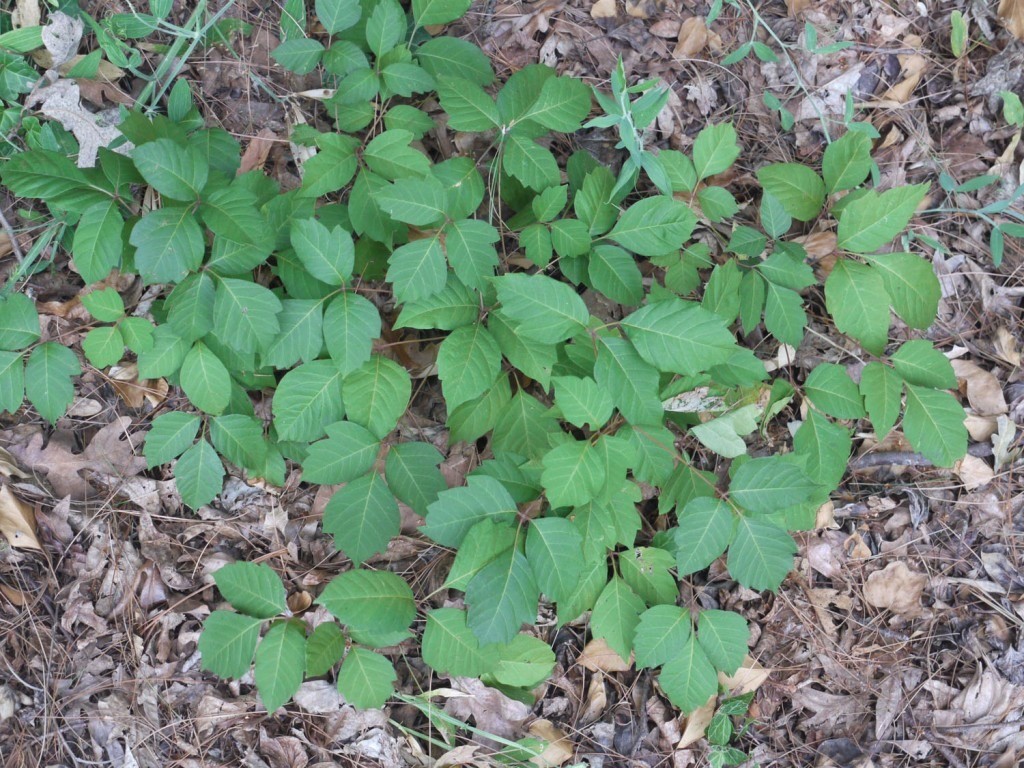 poison ivy trailing vine