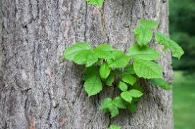 poison ivy growing vine